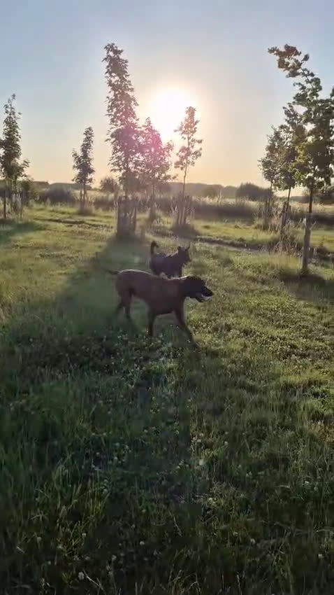Rhodesian Ridgeback honden te koop: 🐾 Rhodesian Ridgeback kruising 🐾 - Video 2