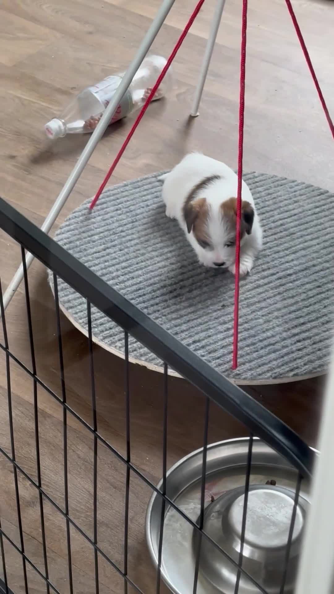 Jack Russel Terriër honden te koop: jackrussell ruwharig  in Odiliapeel - Video 2