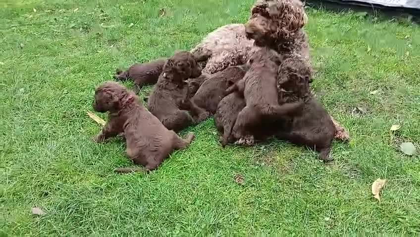 Labradoodle honden te koop: Lieve Labradoodle pups zoeken gouden mandje - Video 1