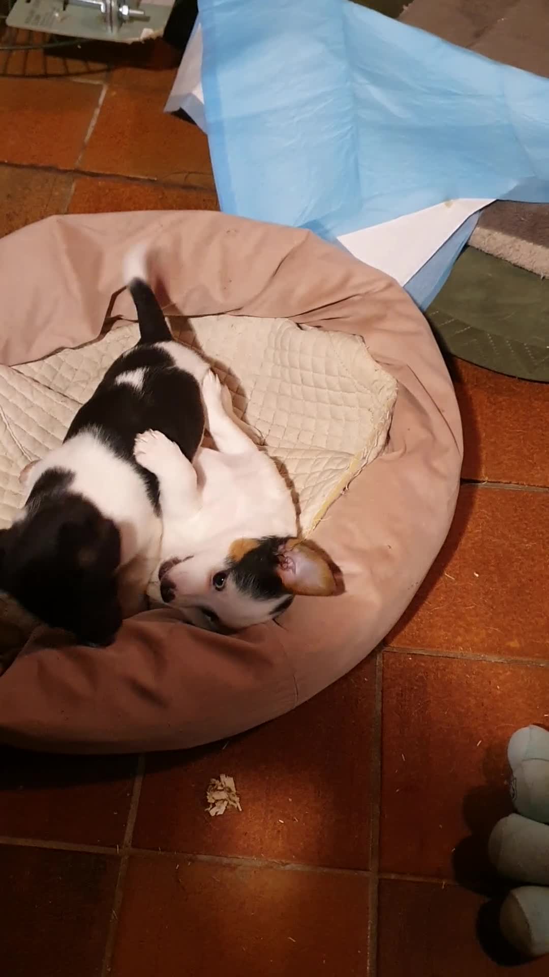 Jack Russel Terriër honden te koop: Gezonde raszuiver gefokt Jack Russel pups laagbeen - Video 1