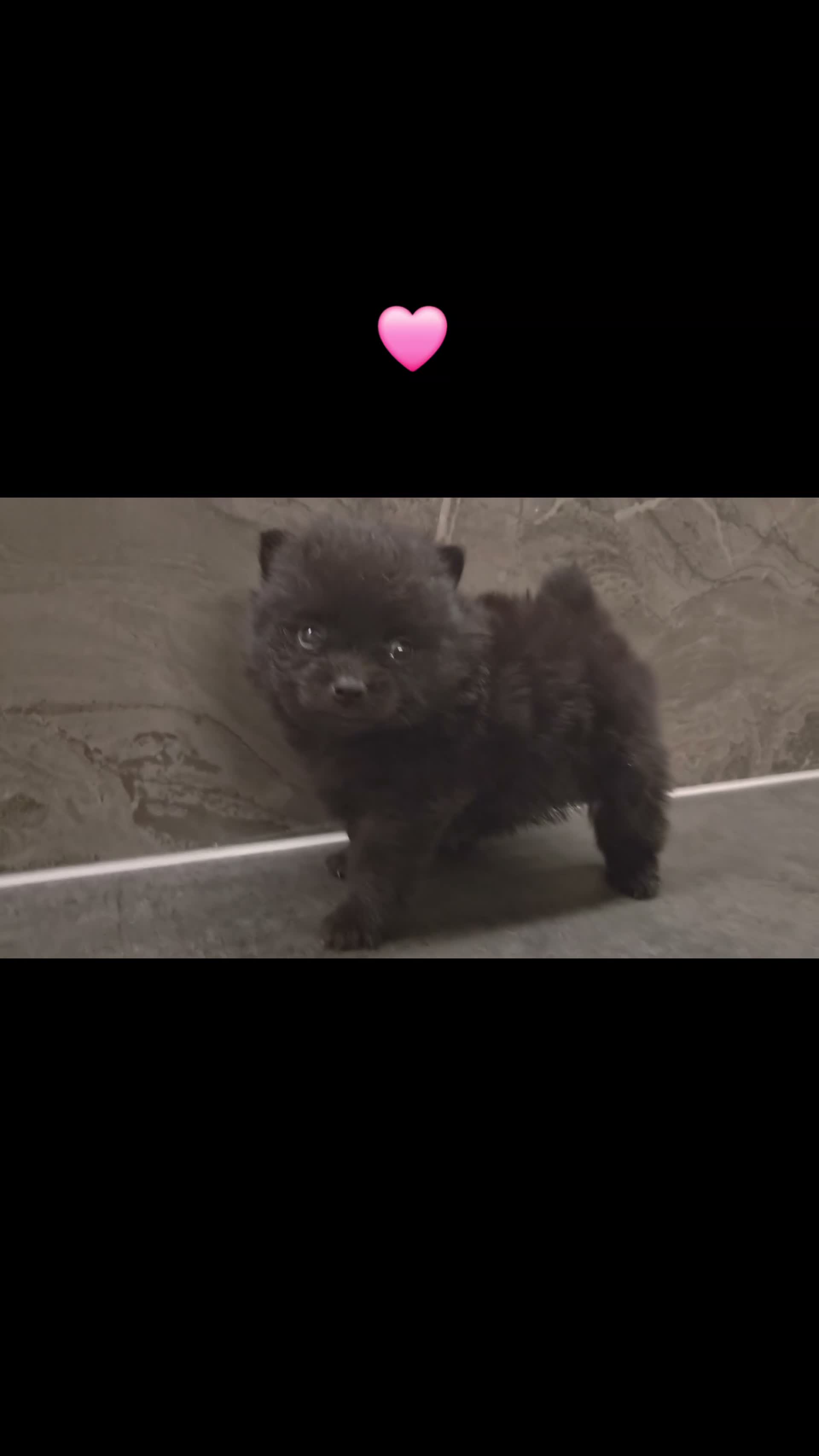 Pomeriaan honden te koop: Prachtige dwergkees/pomeranian pups - Video 1