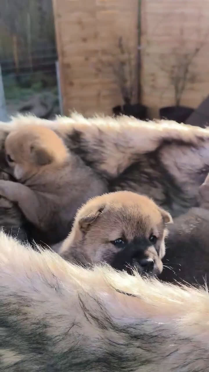 Shiba honden te koop: Shiba Inu pups met stamboom en gezondheidstesten - Video 1