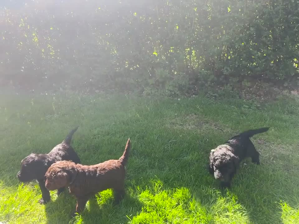 Australian Labradoodle honden te koop: Labradoodle pups - Video 1