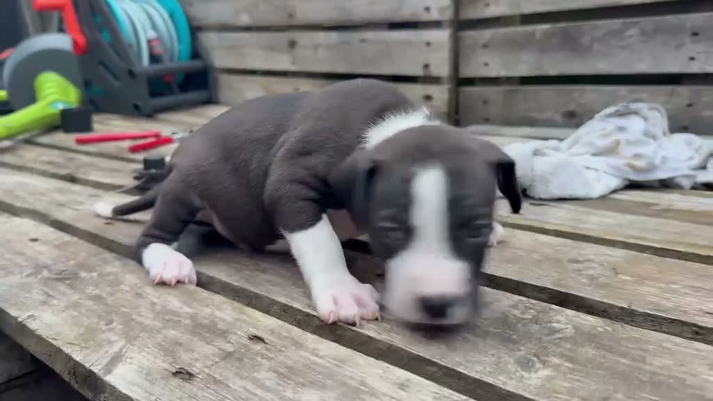 Kruising honden te koop: 5 puppers Red Nose Pitbull/American Bully - Video 3