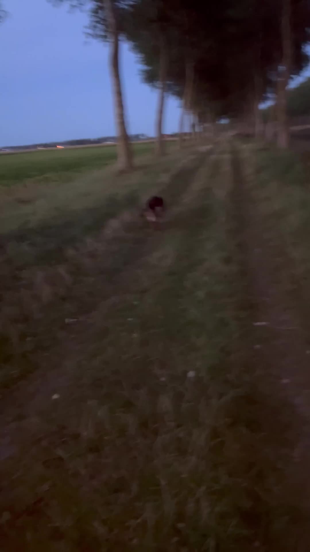 Kruising honden te koop: Gerberian shepsky’s pups in Philippine - Video 1