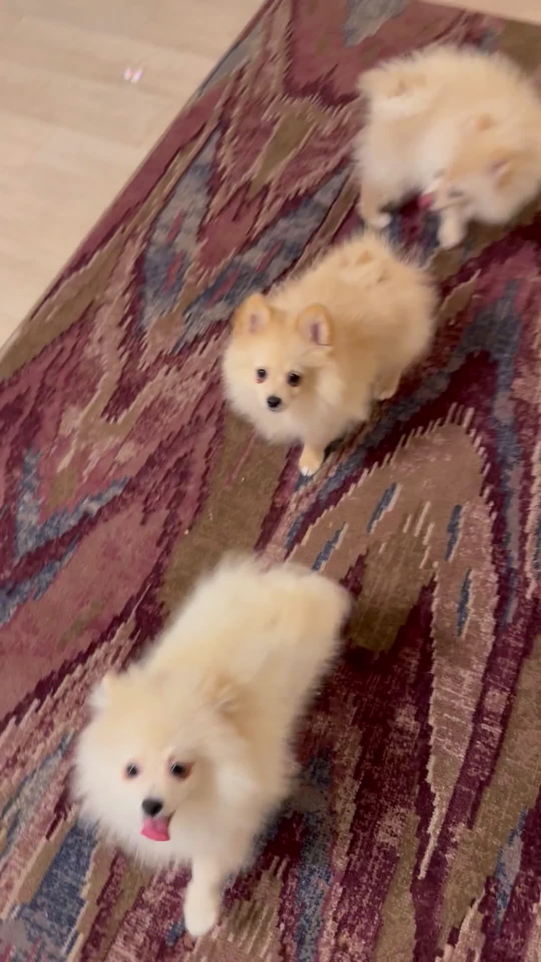 Pomeriaan honden te koop: drie pluizige baby's - Video 4