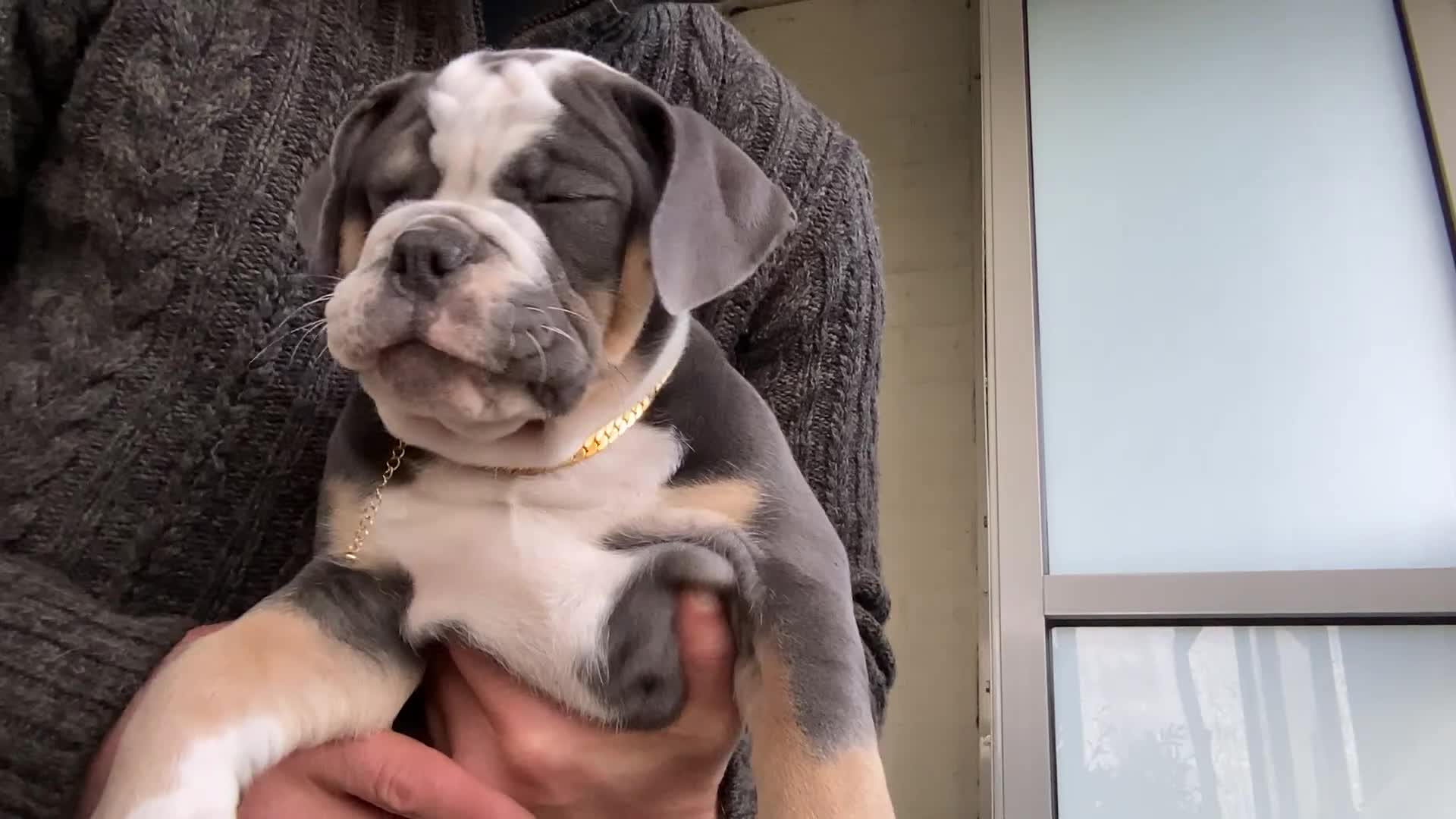 Old English Bulldog honden te koop: Prachtige Bulldog puppies - Video 1