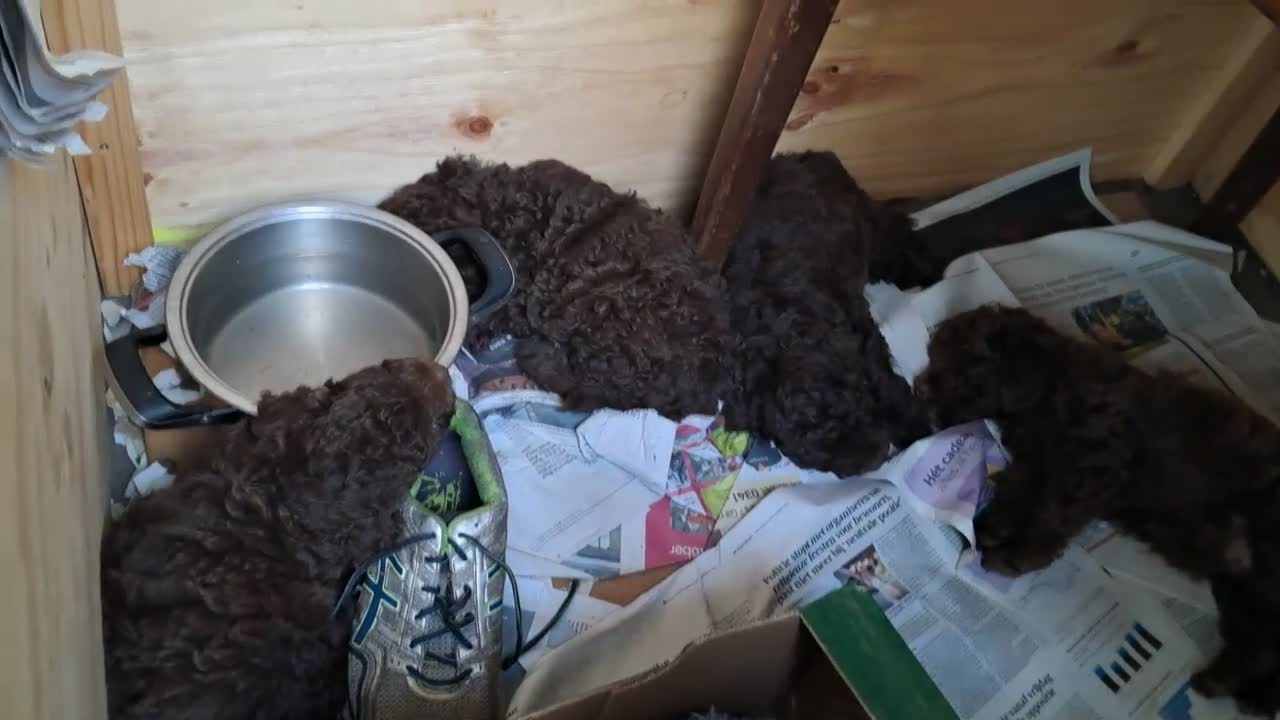 Labradoodle honden te koop: Labradoodle pups - Video 2
