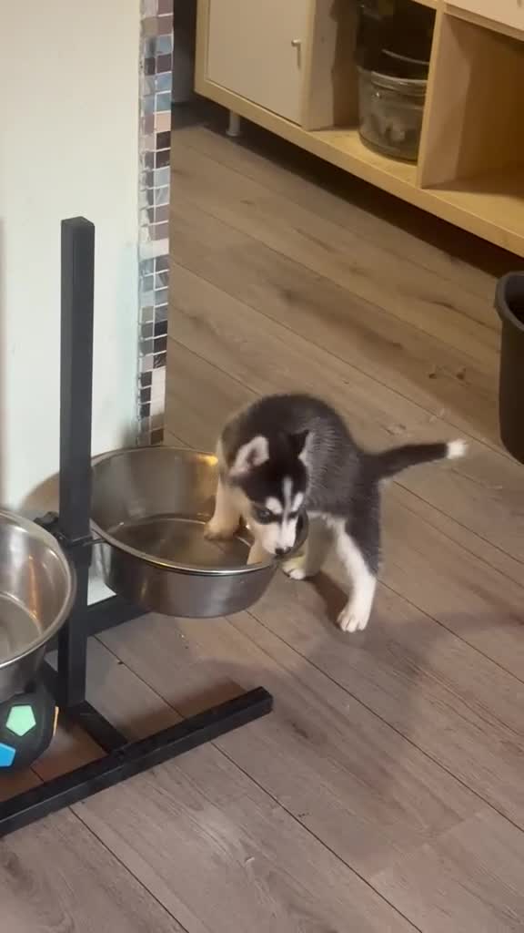 Siberische Husky honden te koop: Lieve Siberische puppies - Video 1
