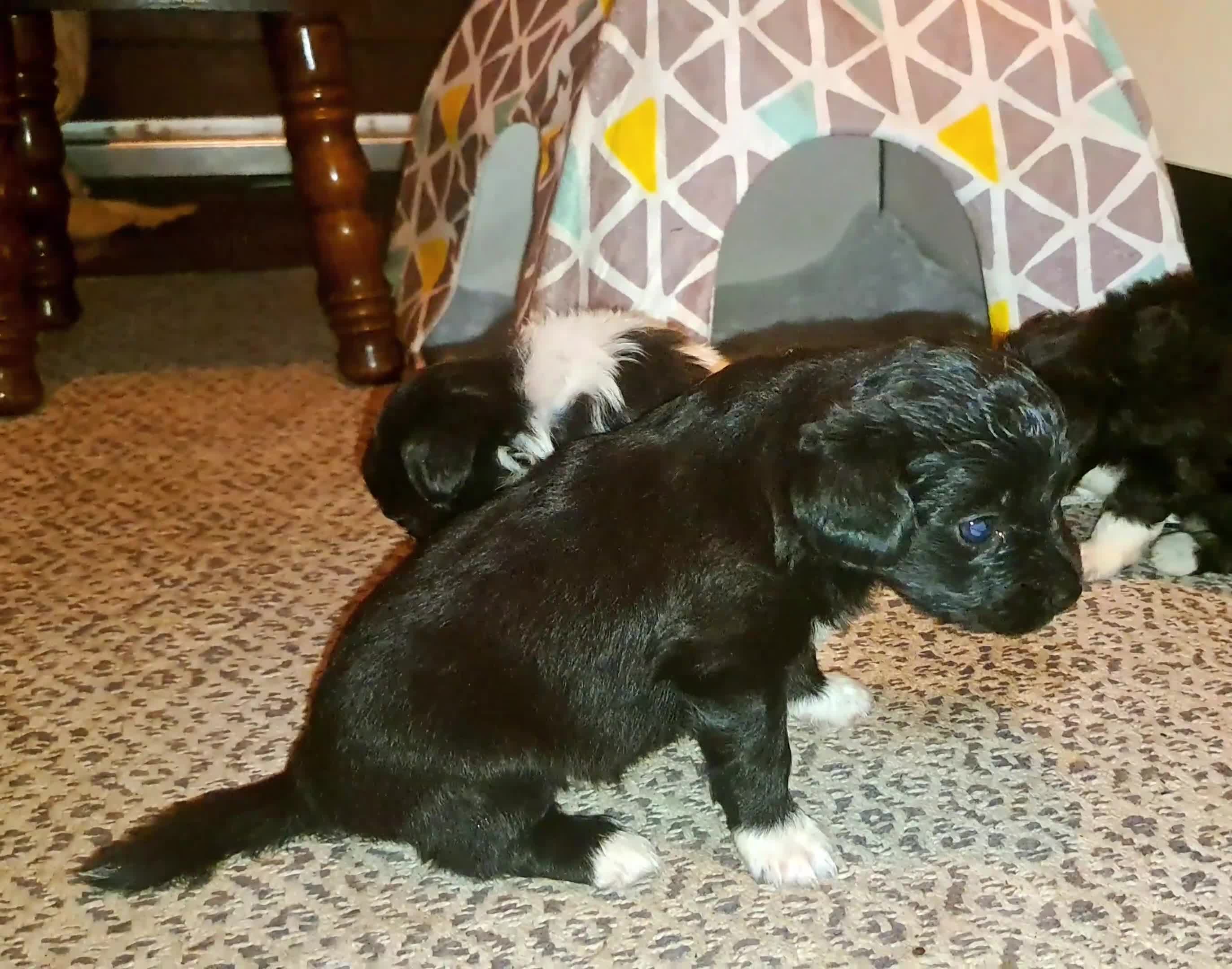 Kruising honden te koop: 3 teefjes Toy poedel & Multipoo - Video 1
