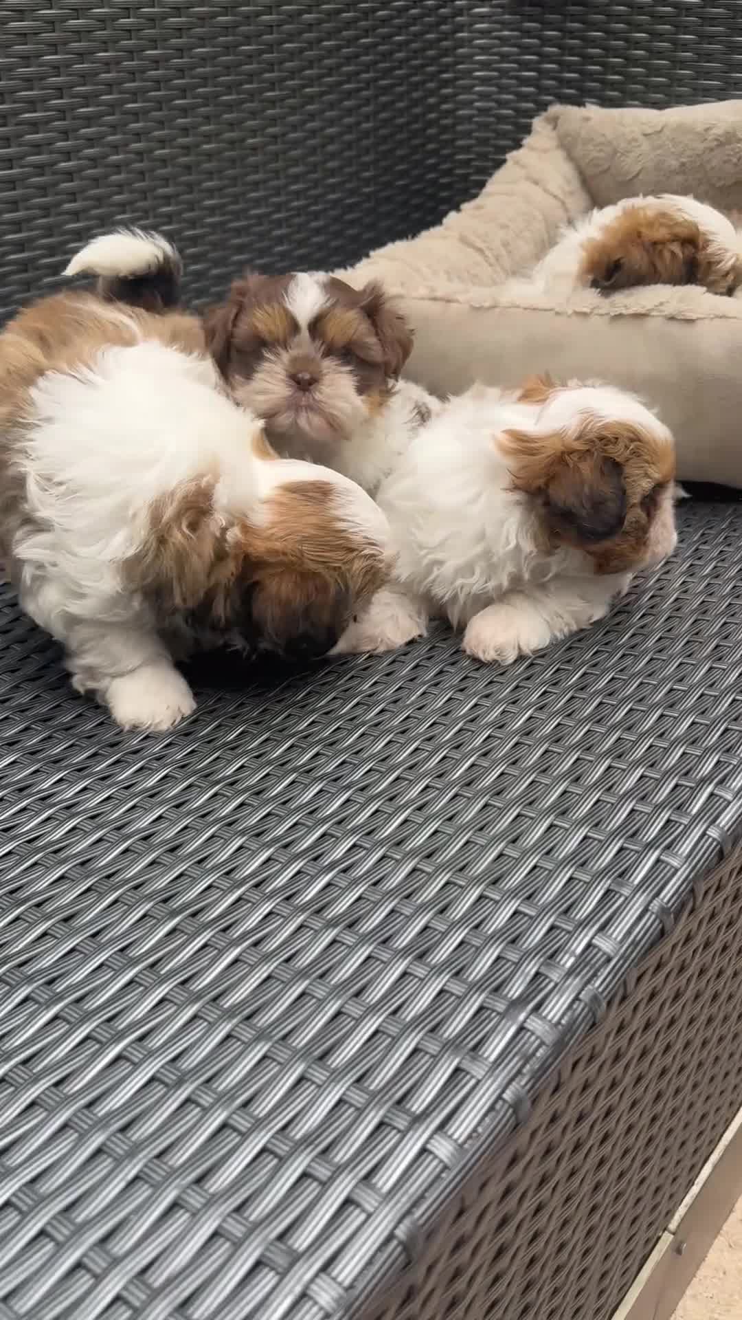 Shih Tzu honden te koop: drie raszuivere reutjes 7 weken oud 🐶 - Video 2