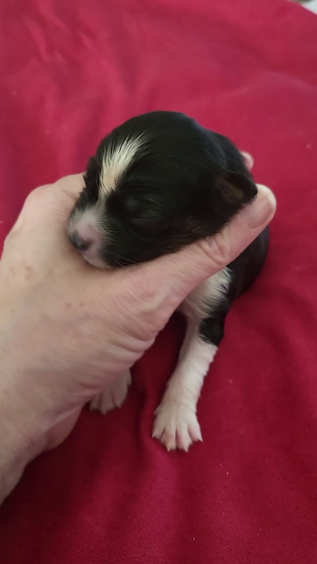 Australian Shepherd honden te koop: Australian Shepherd pupjes met FCI stamboom - Video 5