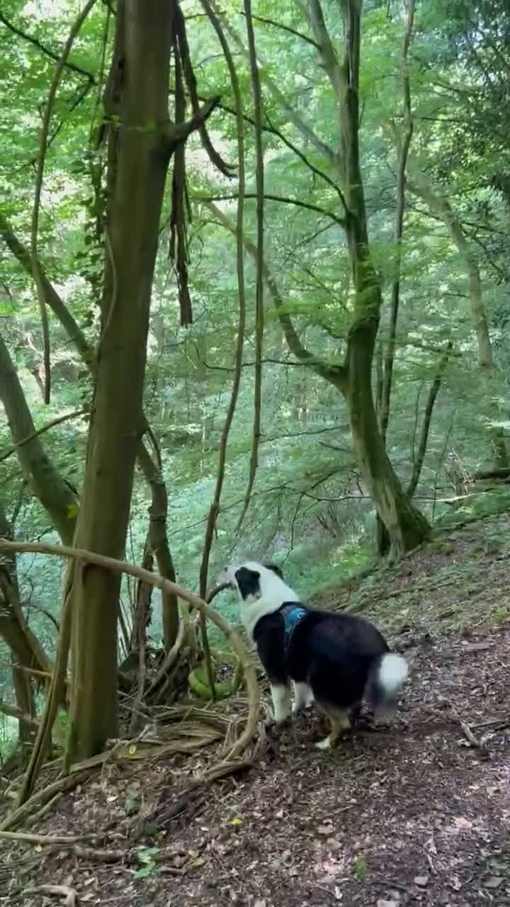 Australian Shepherd honden ter dekking: Raszuivere Australian Shepherd Black Tri Dekreu  in Ootmarsum - Video 5