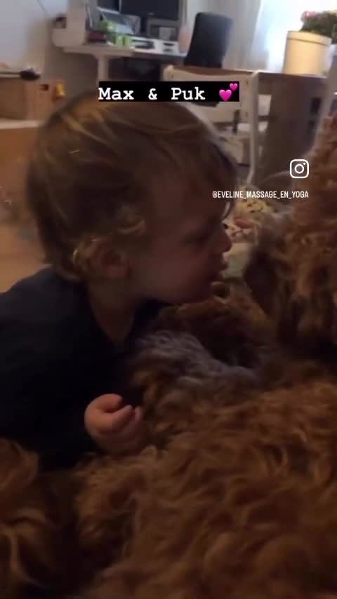 Labradoodle honden ter dekking: KNAPPE AUSTRALIAN LABRADOODLE DEKREU in Breda - Video 1