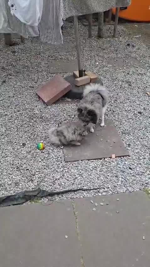 Pomeriaan honden te koop: Laatste pomeriaan reutje blue merle - Video 1