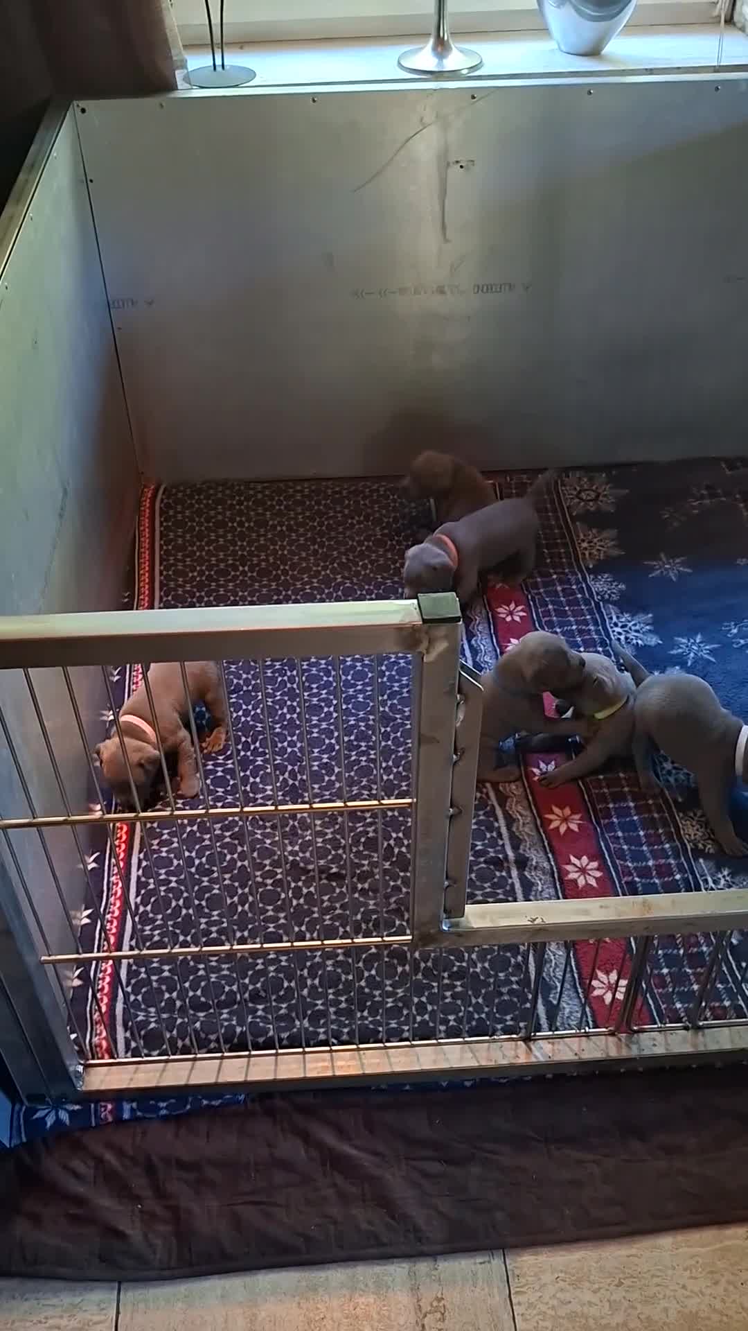 Engelse Stafford honden te koop: Engelse stafford puppies reutjes - Video 1