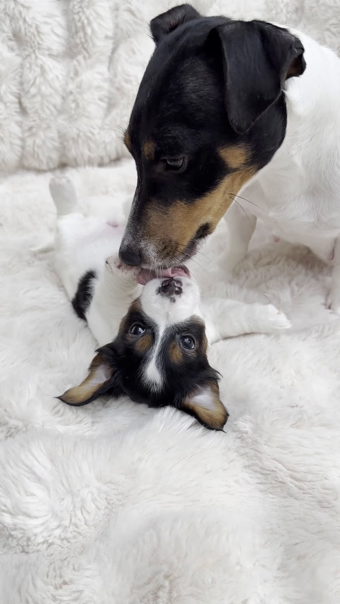 Jack Russel Terriër honden te koop: Jack Russell puppy´s te koop - Video 3