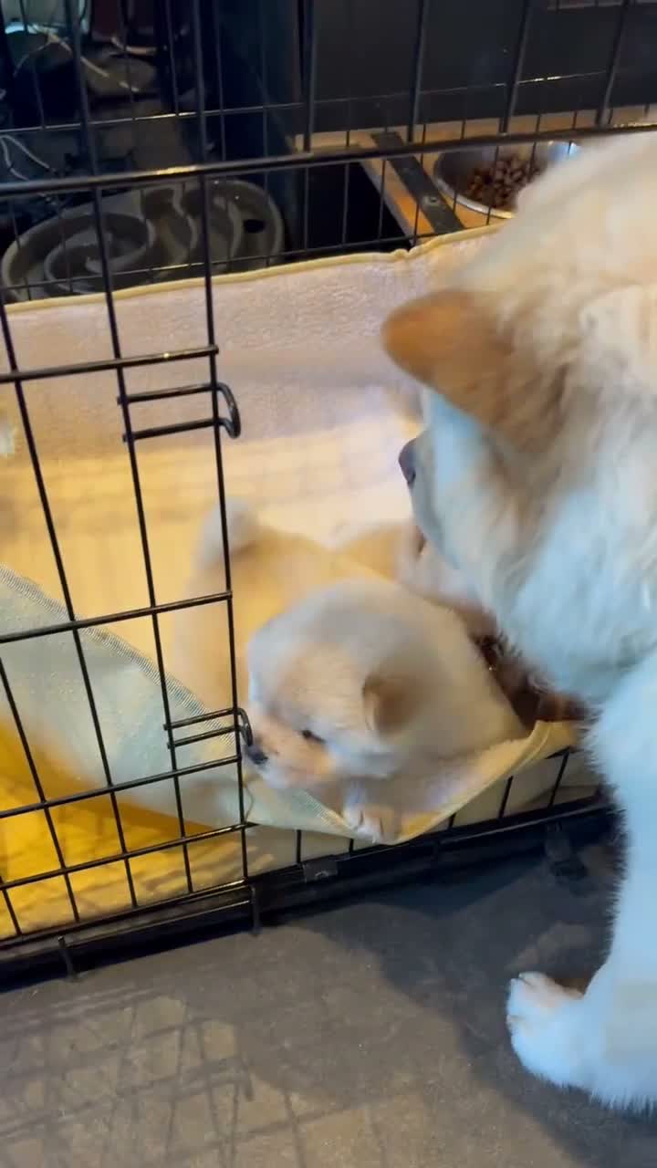 Chow Chow honden te koop: Teefje puppy zoekt warm huis met liefde - Video 2