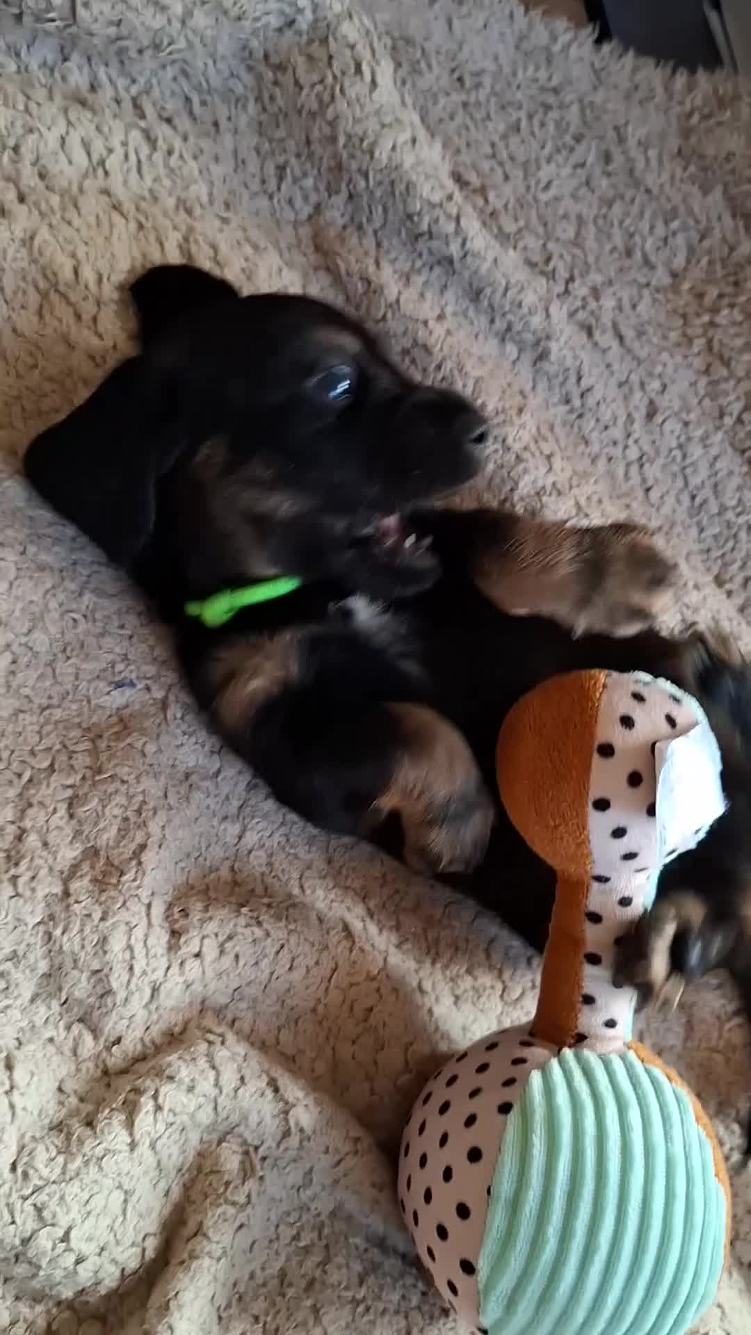 Teckel (langhaar) honden te koop: Prachtige Black en Tan pups - Video 1