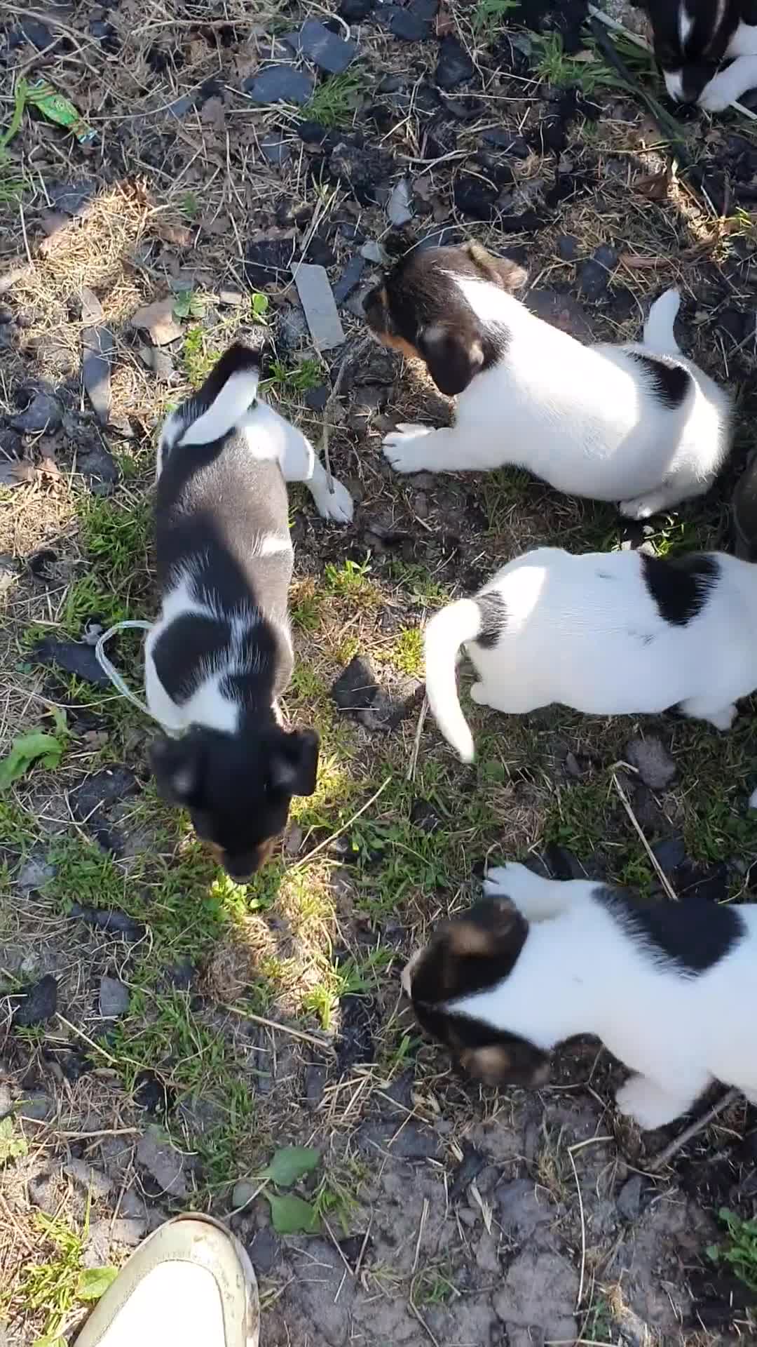 Jack Russel Terriër honden te koop: Zuiver gefokte JACK RUSSELTJES ruw + Broken + glad - Video 1