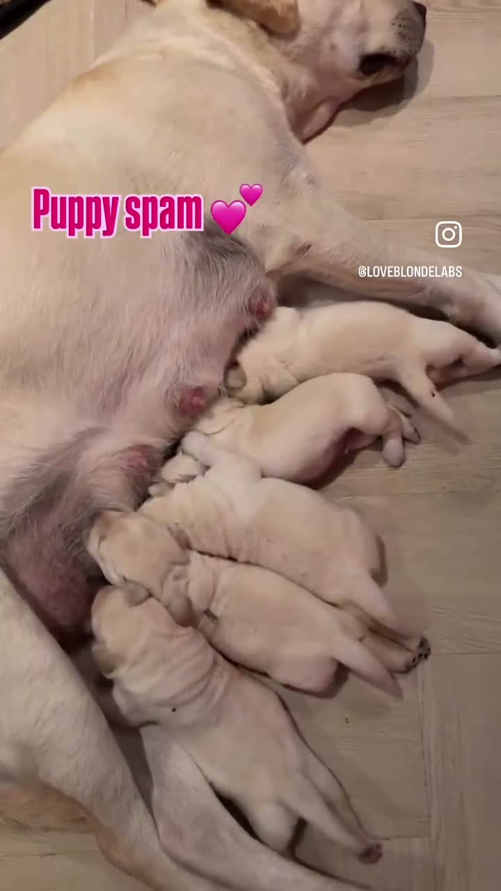 Labrador Retriever honden te koop: Raszuivere Labrador pups blond | Vader is kampioen in Twijzel - Video 3