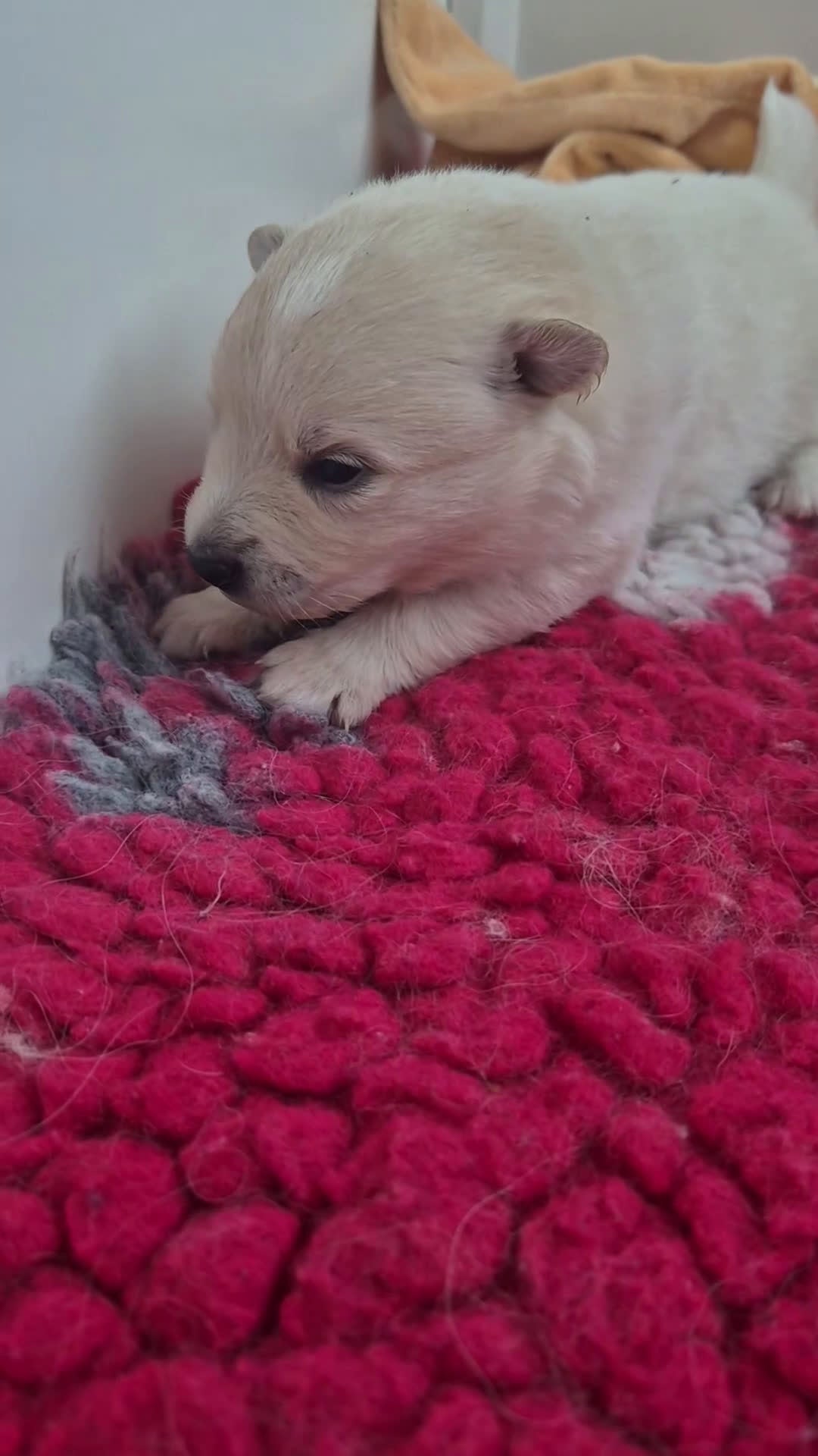 Keeshond honden te koop: Middenslag Keeshond pups - Video 3