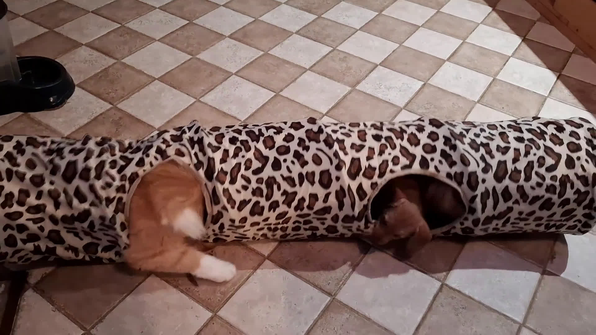 Ruwhaar Teckel honden te koop: Choco bruin teefje - Video 1