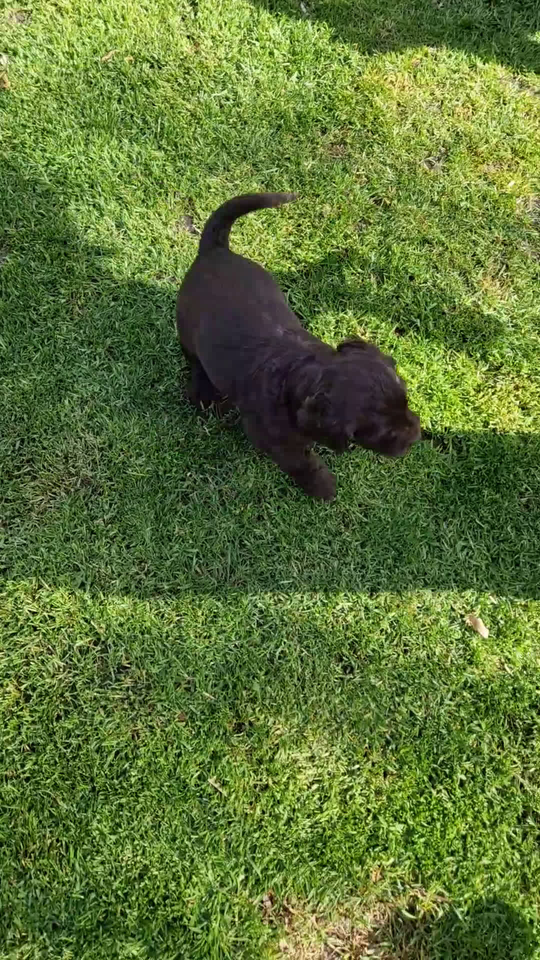 Labradoodle honden te koop: De aller leukste en liefste F1 Labradoodles  - Video 1