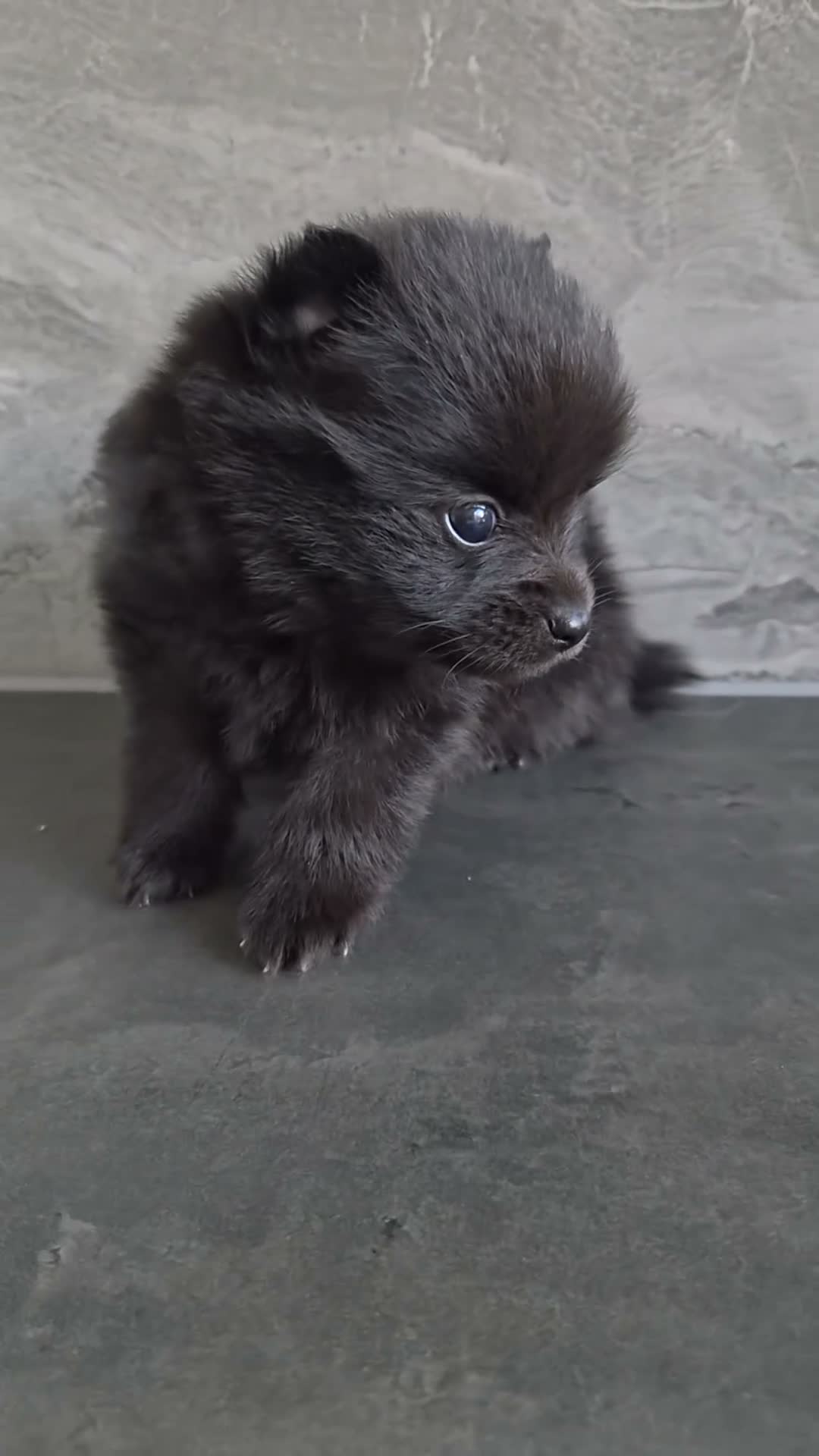 Pomeriaan honden te koop: Prachtige dwergkees/pomeranian pups - Video 3