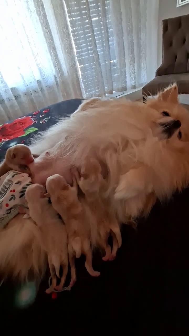 Pomeriaan honden te koop: Schattige puppy’s zoeken een nieuw thuis 🐶 - Video 1