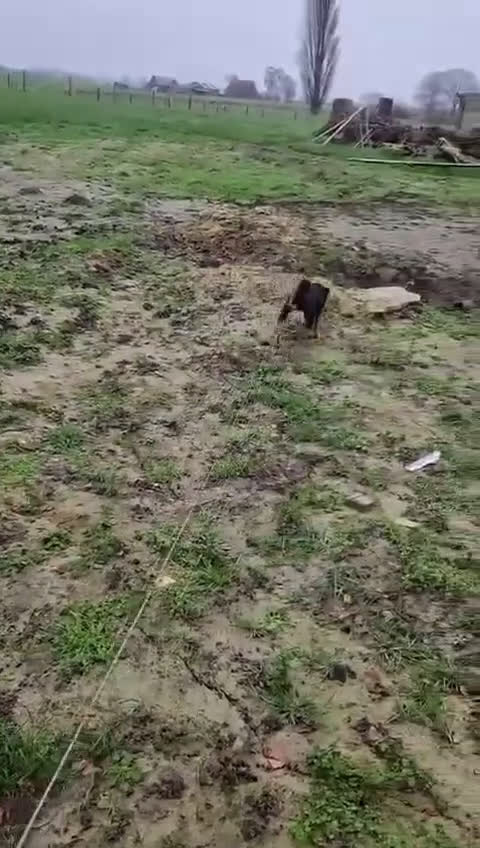 Kruising honden te koop: Sky zoekt baasje - Video 1