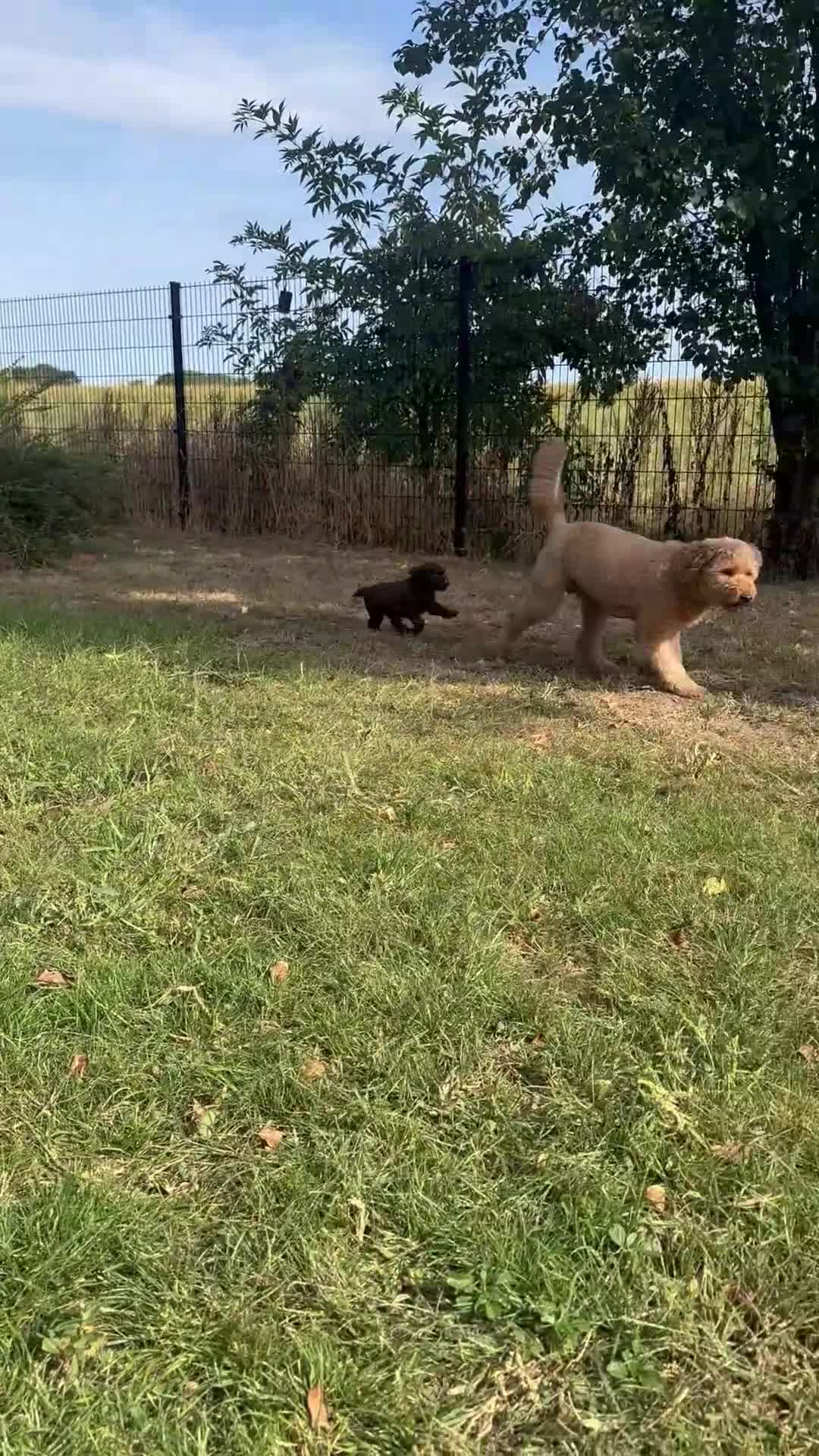 Australian Labradoodle honden te koop: Australian labradoodle puppy’s  - Video 3
