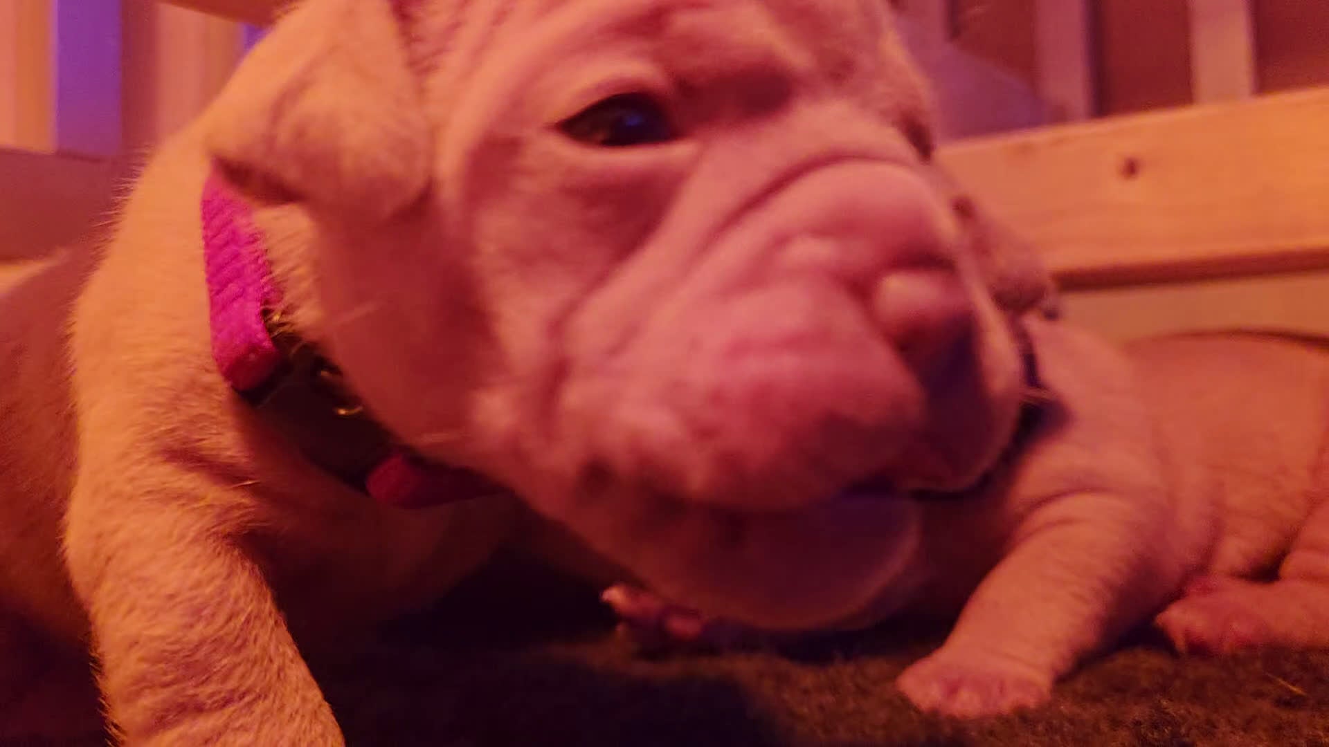 Old English Bulldog honden te koop: Old english bulldog teefje Olivia  - Video 2