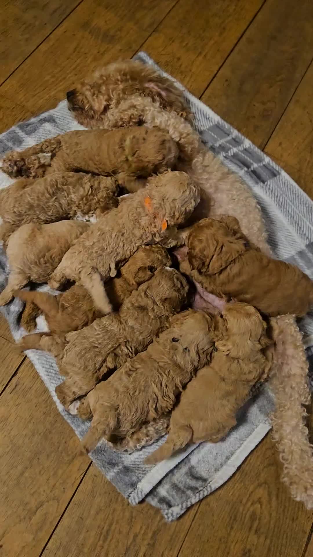 Cockapoo honden te koop: Cockapoo  in Heerhugowaard - Video 1