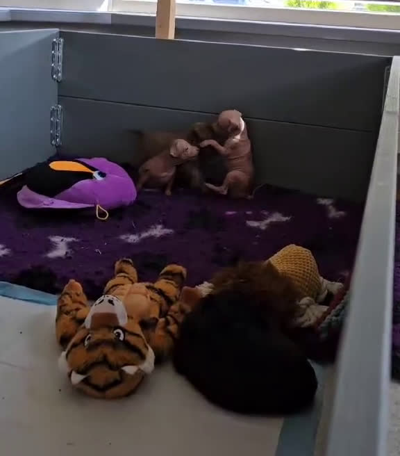 Mexicaanse Naakthond honden te koop: Mexicaanse Naakthond Miniatuur, Xolo, met vacht - Video 1