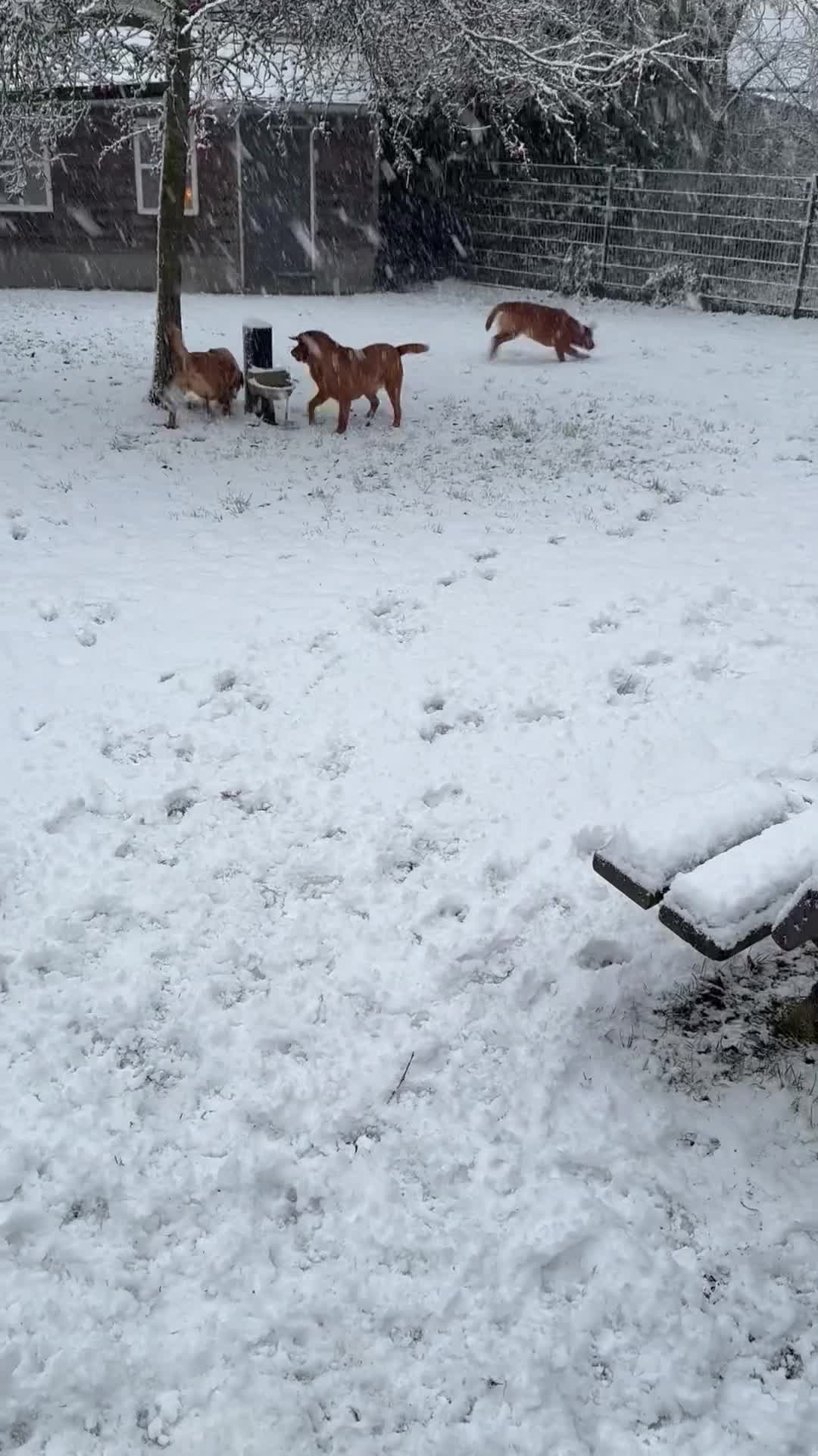 Labrador Retriever honden te koop: Labrador redfox - Video 1