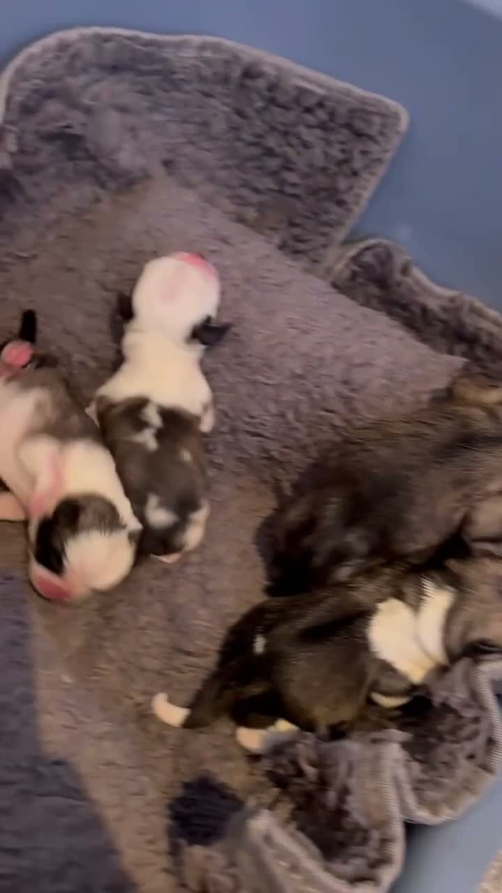 Retromops honden te koop: Prachtig nest Retromopsen  - Video 2
