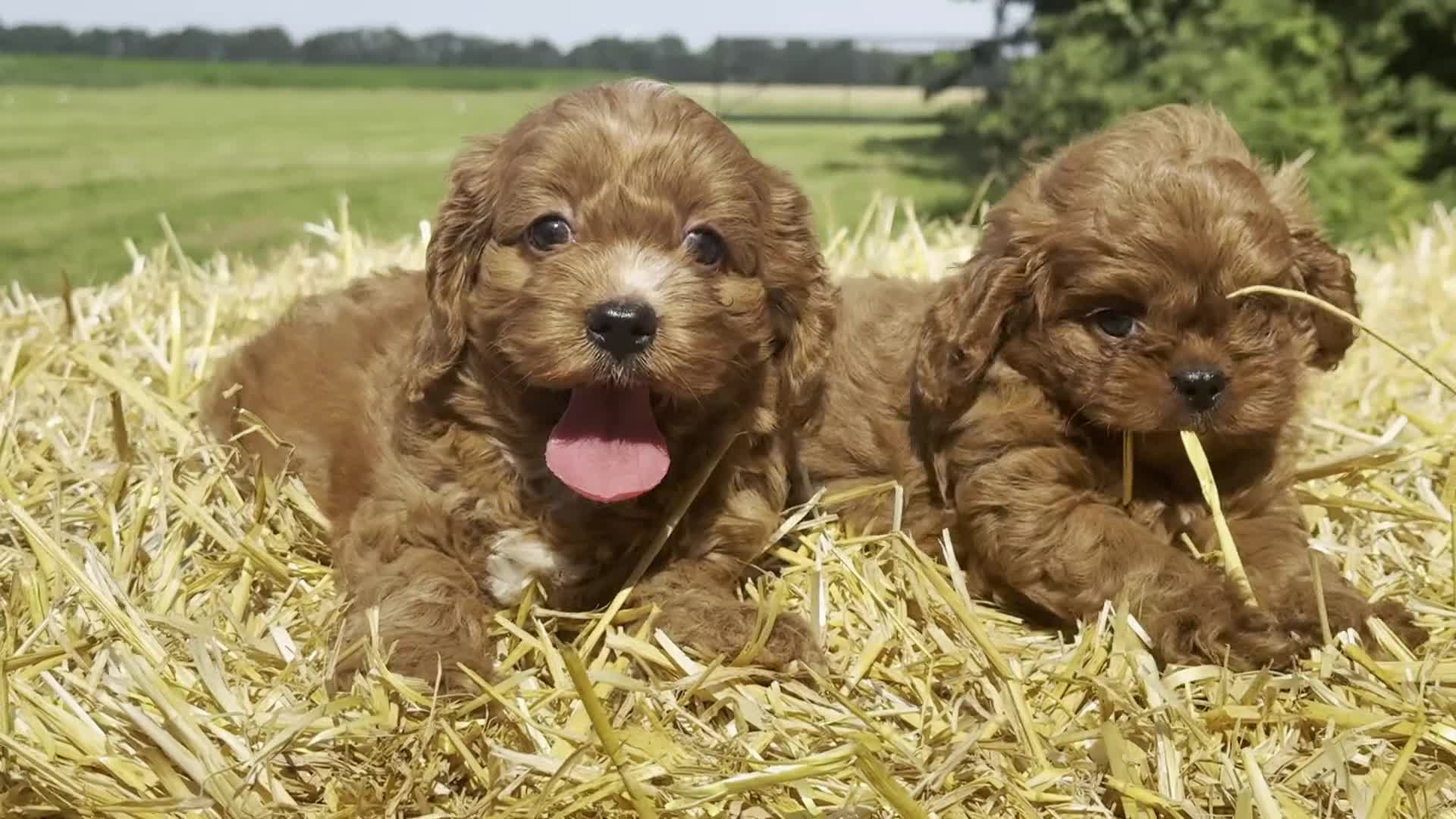 Cavapoo honden te koop: Cavapoo pups getest hypoallergeen mini doodle - Video 2