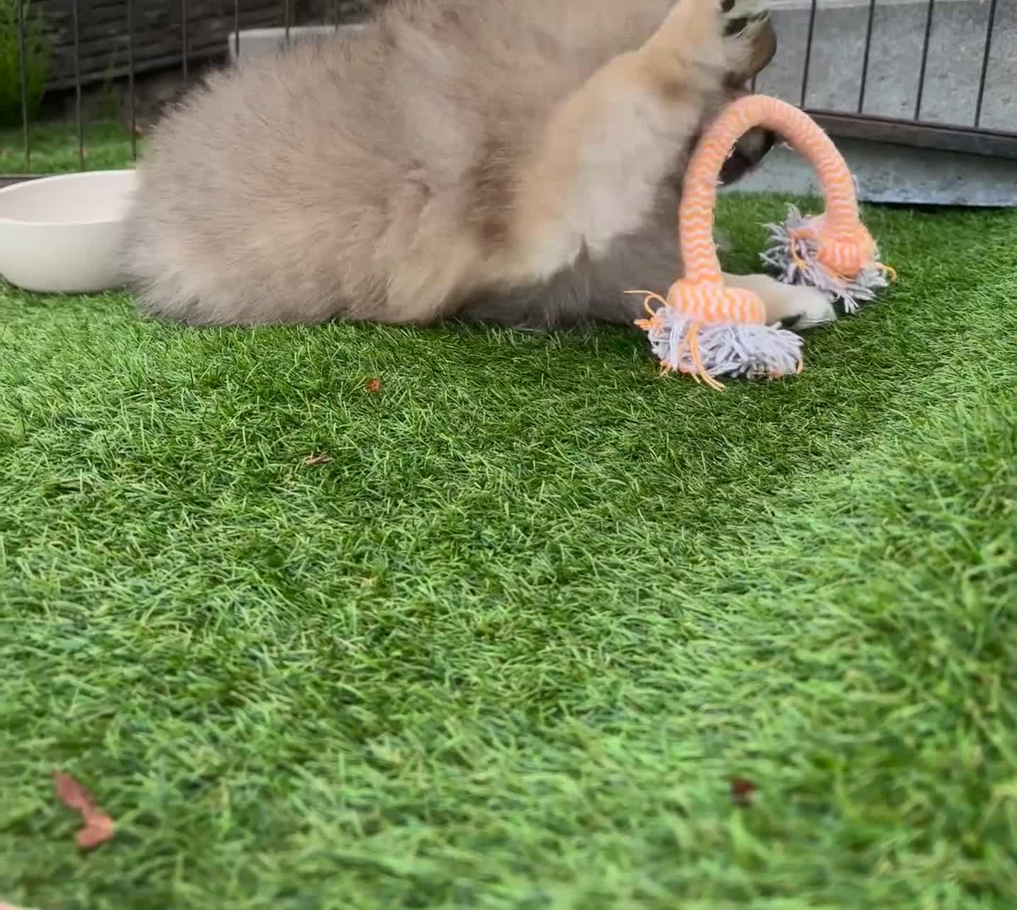 Kruising honden te koop: Pomeriaan pups - Video 3