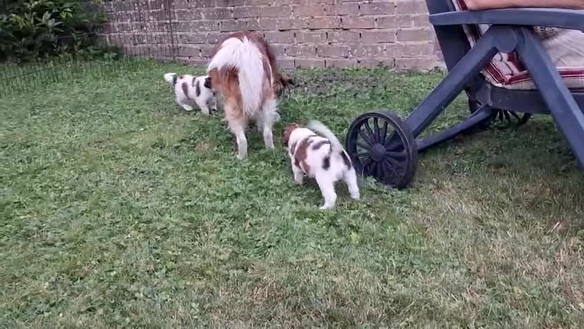 Kooikerhondje honden te koop: Kooiker pups met stamboom - Video 3