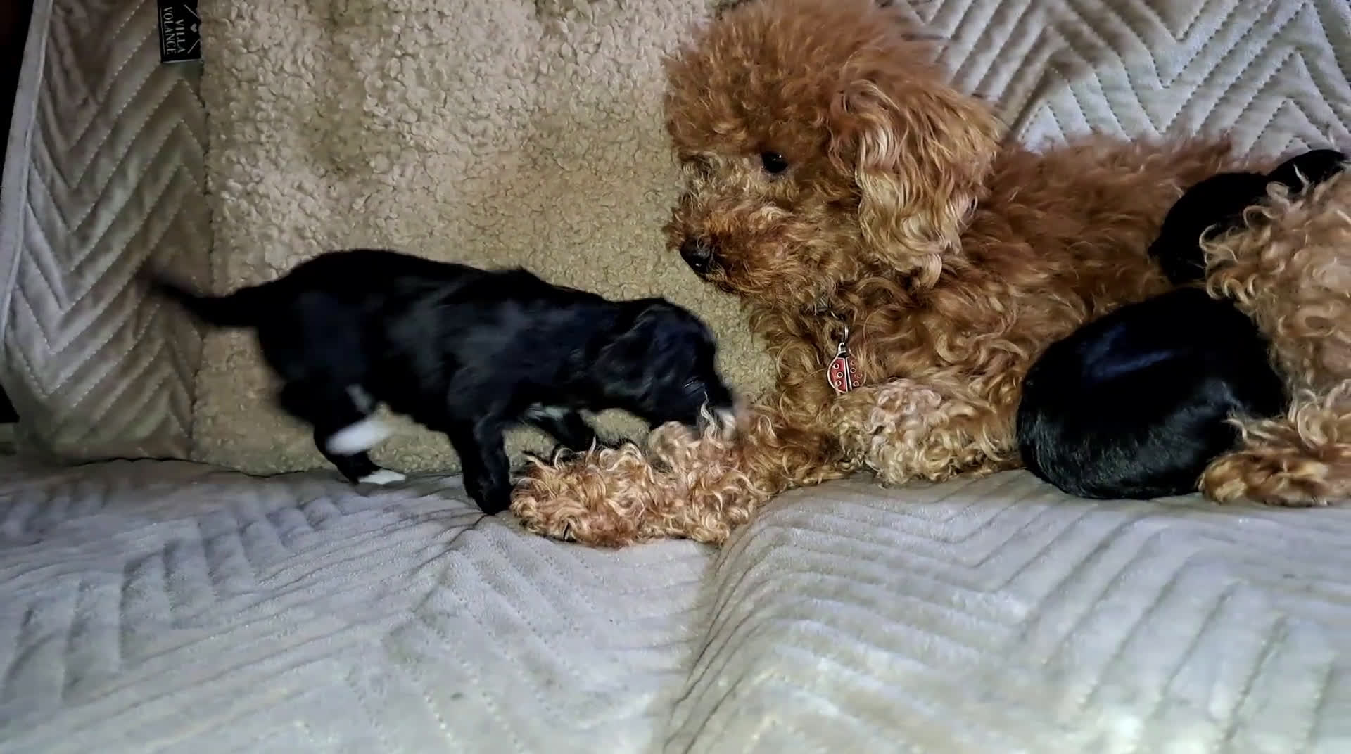 Maltipoo honden te koop: Laatste Lieve reutje toy poedel x maltipoo - Video 1