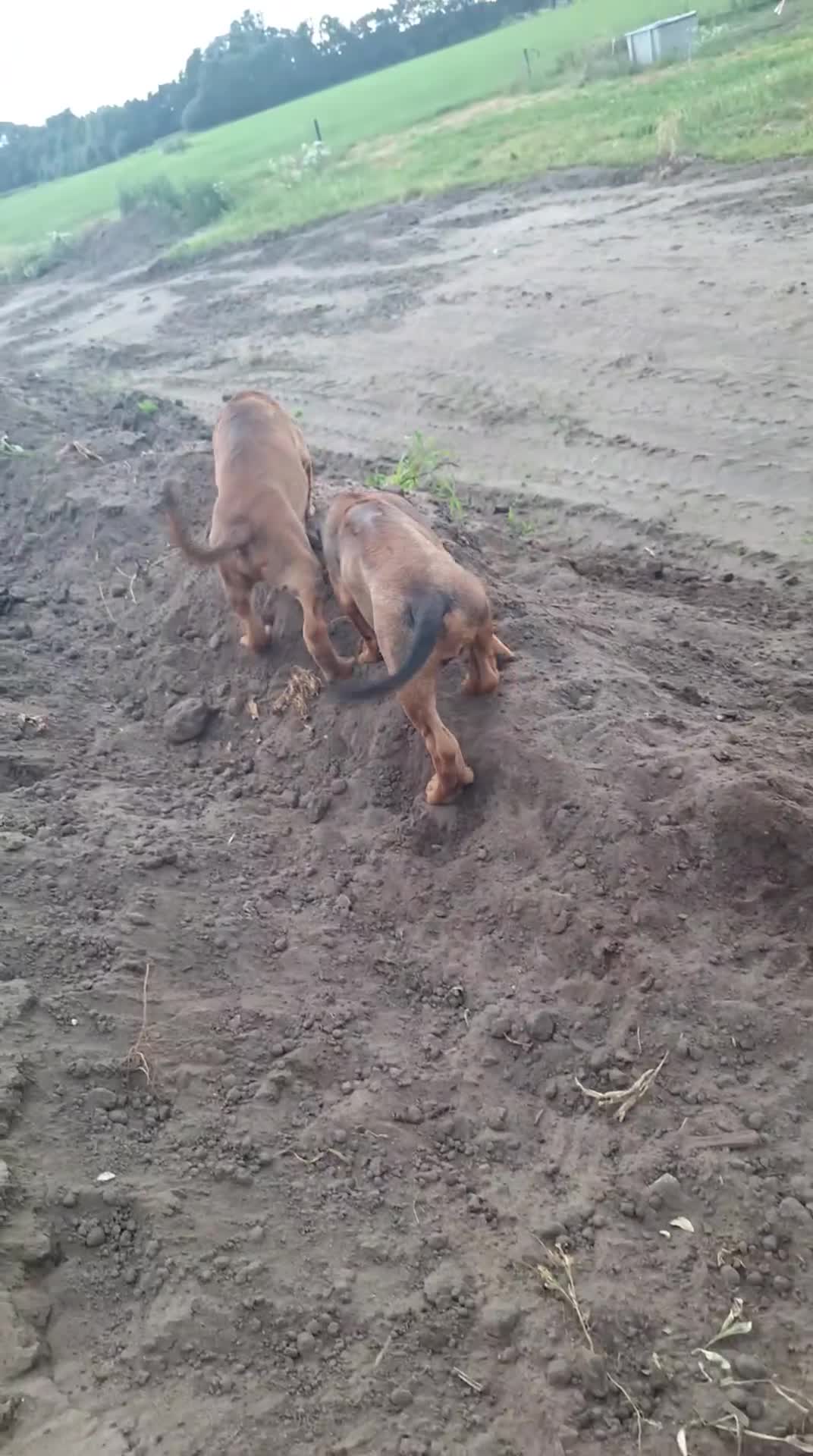 Kruising honden te koop: Ontzettend sociale lieve pups te koop - Video 2