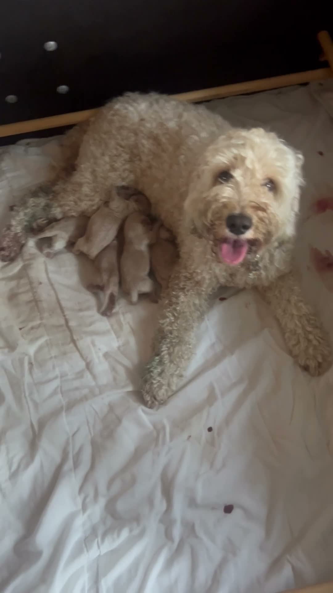 Kruising honden te koop: Cockapoo x doodle pups zoeken de liefste baasjes in Naaldwijk - Video 1
