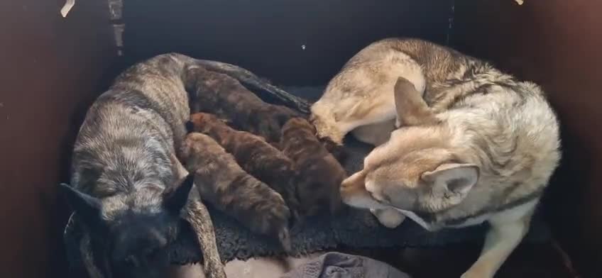 Hollandse Herder honden te koop: Raszuivere Hollandertjes - Video 1