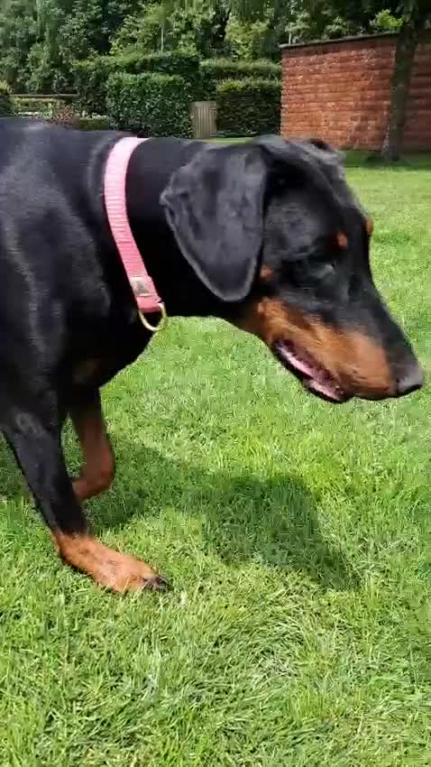 Dobermann honden te koop: Prachtig nestje Dobermann pups - Video 2