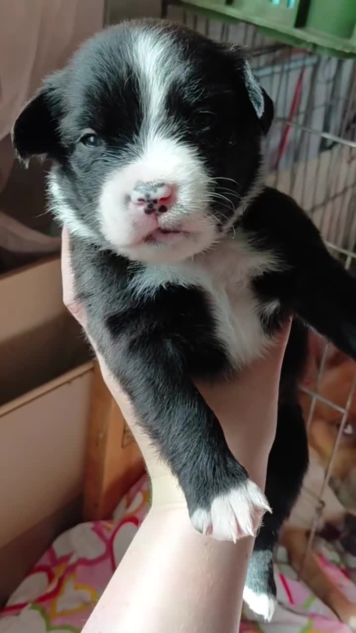 Kruising honden te koop: Nog 4 lieve unieke Mix puppy's. - Video 1
