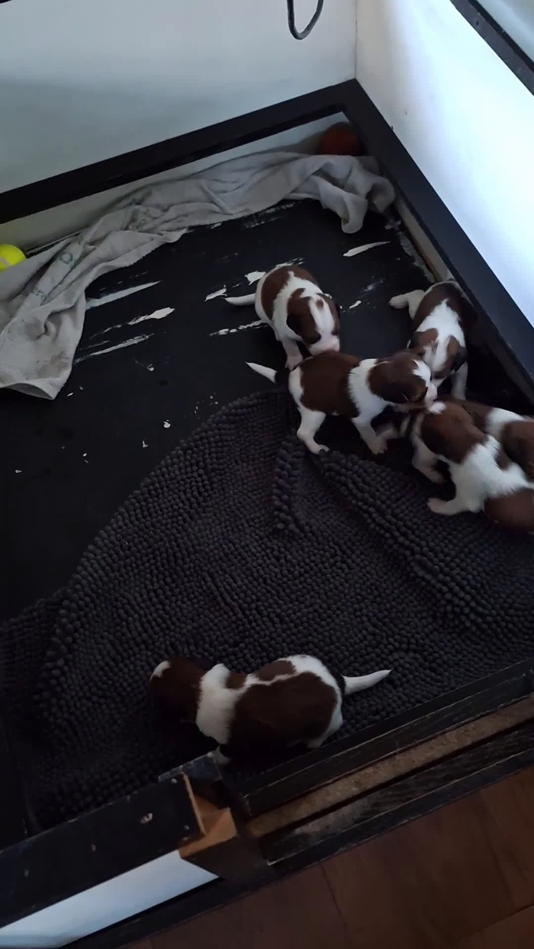 Kooikerhondje honden te koop: Supermooie gesocialiseerde reutjes - Video 2