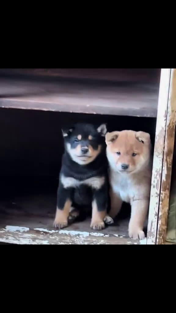 Shiba honden te koop: Shiba inu  - Video 1