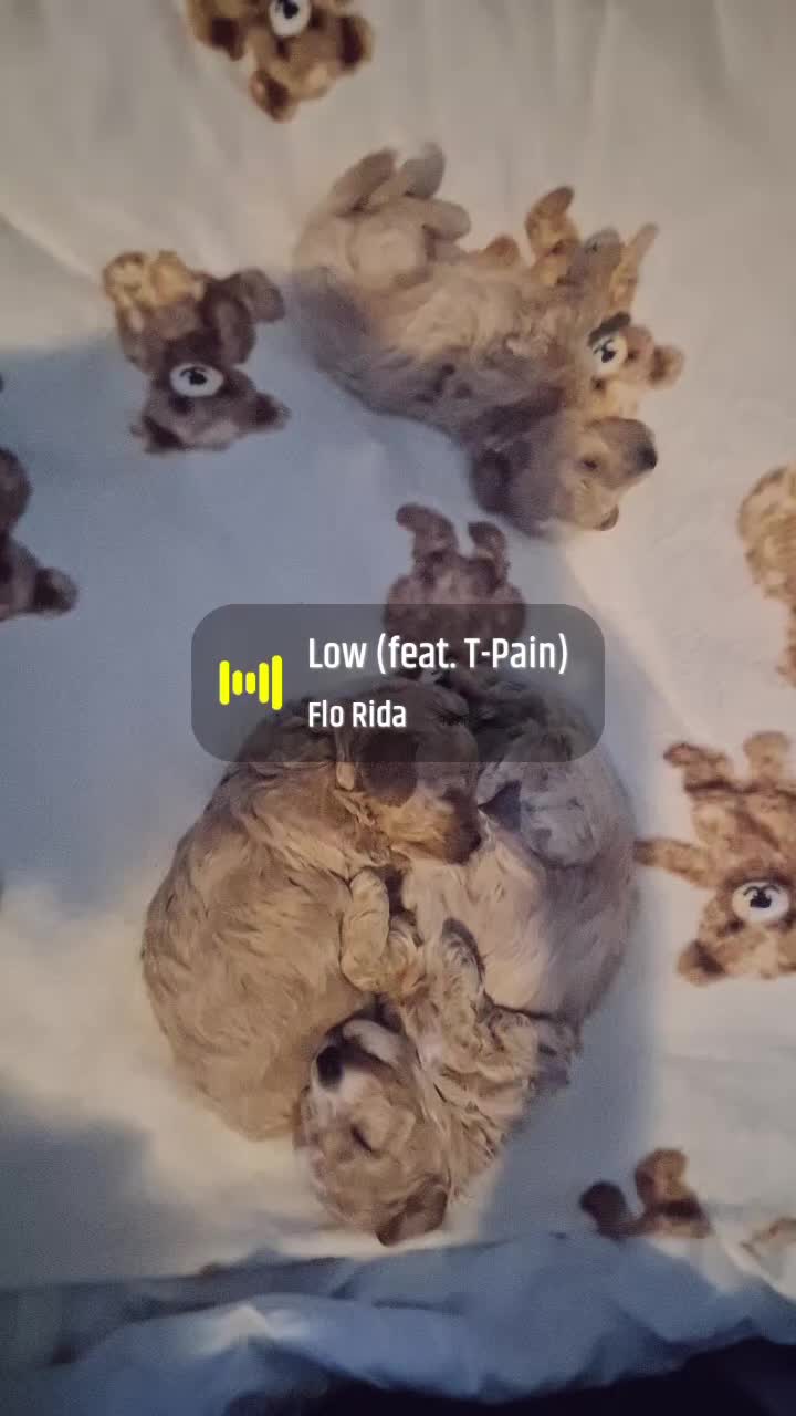 Maltipoo honden te koop: Maltipoo / toypoedel kruising - Video 1