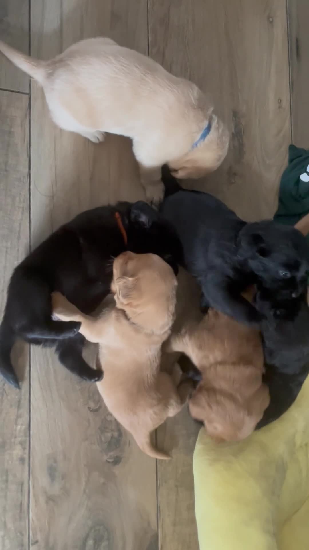 Kruising honden te koop: Lieve puppy’s  - Video 1